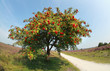 rowan tree with berries in summer
