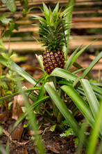 Baby Red Pineapple