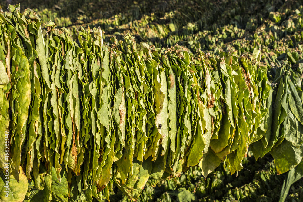 unprocessed tobacco leaves Tobacco leaves hung up to dry in the shed. Raw tobacco leaf under sun. Tobacco  leaf pile. Stock Photo