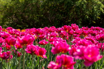 Brightly colored tulips shot at Ottawa tulip festival in Ontario Canada. The mixed bed cultivated flowers supply a color explosion that dazzles in the early spring time sun.