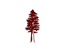 Redwood Tree 