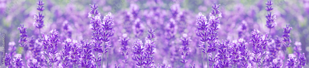 field lavender flowers - obrazy, fototapety, plakaty 