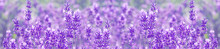 Field Lavender Flowers
