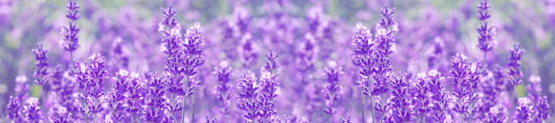 Canvas Print - field lavender flowers