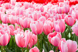 Fototapeta  - Blooming sweet pink tulip macro picture