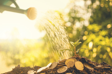 Human watering the money tree . Financial investment concept.