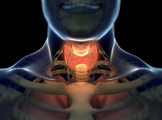 Thyroid gland inside human body. Glowing red. 3D illustration.