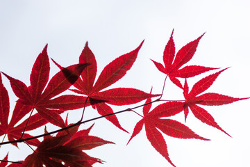 pink leaves of the japanese maple (acer palmatum)