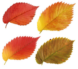 Wall Mural - set of red and yellow leaves of the elm. herbarium.