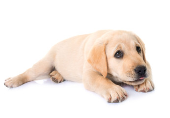 Poster - puppy labrador retriever