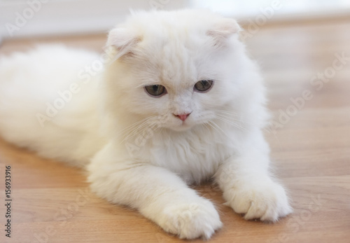 White Cute Scottish Fold Cat Kaufen Sie Dieses Foto Und