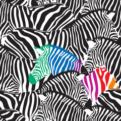 Black and colorful zebra seamless pattern.  Wild animal texture. Striped black and white. design trendy fabric texture, vector illustration.