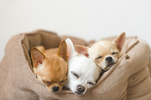 Closeup Of Three Lovely, Cute Domestic Breed Mammal Chihuahua Puppies Friends Lying, Relaxing In Dog Bed. Pets Resting, Sleeping Together. Pathetic And Emotional Portrait. Dog Ears, Eyes And Facesþ