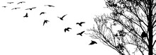Flying Birds And Branch Silhouettes On White Background