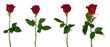 Leinwandbild Motiv Red rose