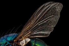Wings Of A Common Green Bottle Fly