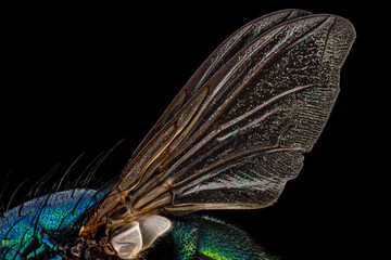 Wall Mural - Wings of a common green bottle fly