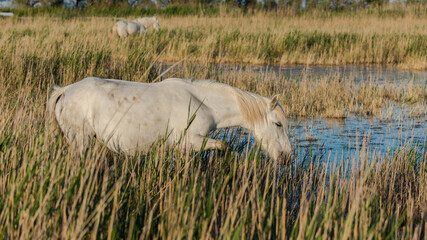 White camargue horse eating in the reeds in the swamps 
