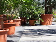 Big brown pots with plants in them standing in the sunshine