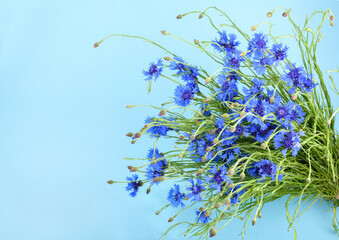 cornflowers on blue background