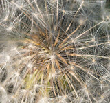 Fototapeta Dmuchawce - dandelion seed head close up