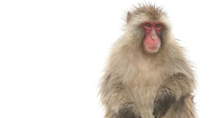 monkey in the rain. shot in kyoto japan.