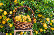 Basket Of Lemons Freshly Picked From A Tree