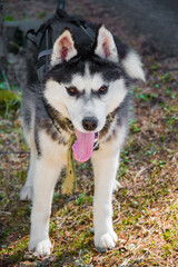  Dog breed husky closeup grey