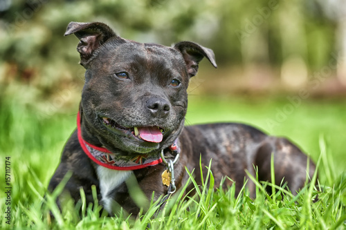 Fotografía English staffordshire bull terrier