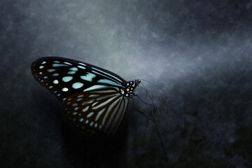 Poster - Dark Blue Tiger Butterfly in the rains.