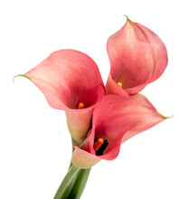 Isolated Bunch Of Red Calla Lilies