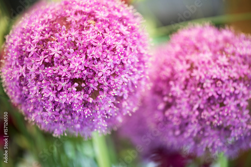 Obraz czosnek   fioletowe-kule-kwiatow