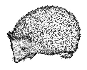 Wall Mural - Hedgehog illustration, drawing, engraving, ink, line art, vector