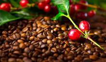 Coffee. Real Coffee Plant With Red Beans On Roasted Coffee Beans Background 