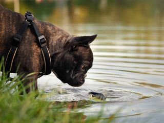 The dog looks at the fish in the water