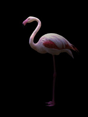 Poster - greater flamingo standing in the dark