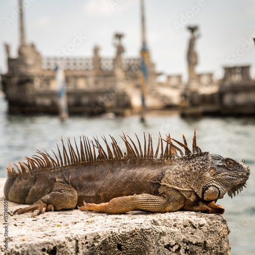 Láminas Lizard relaxing on the sun in Miami