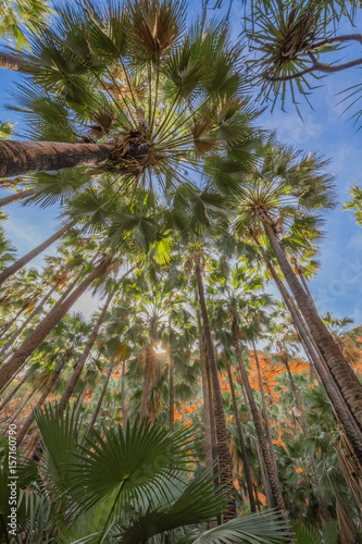 zebedee-springs-el-questro-resort-kimberley-australia-zachodnia