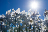 Fototapeta Kwiaty - Białe drobne kwiaty w promieniach słońca. Niebieskie niebo, ujęcie z dołu. 