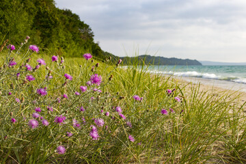 Beach Knapweed