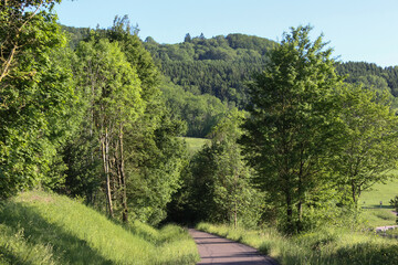 fresh green landscape in may