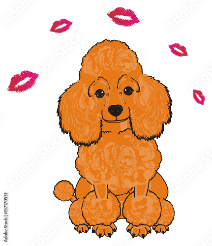 Poodle Dog Puppy Cartoon Friend Pet Animal Hair Nose
