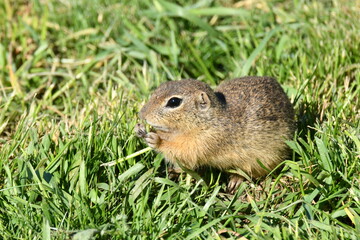 Squirrel lurking in the grass 