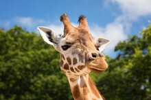 Giraffe Portrait Front View