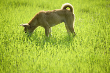 Dogs eat grass.