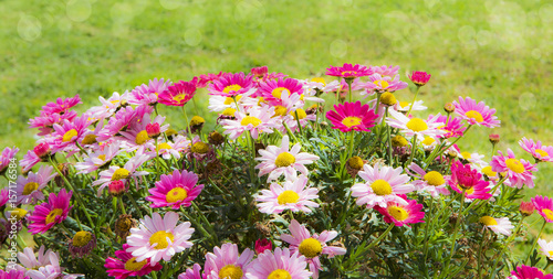 flores de colores en el campo