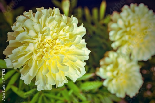 Plakat kwiat zbliżenie aster w stylu retro