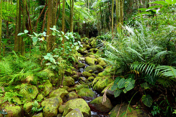 Lush tropical vegetation of the Hawaii Tropical Botanical Garden of Big Island of Hawaii