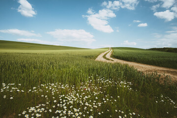 Road and daisy flower countryside