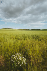 Wall Mural - pylons on the field in the foreground daisy flowers